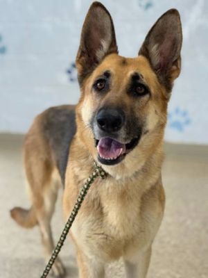 Dolly, Adult Female German Shepherd Dog