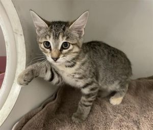 AMANDA, Baby Female Domestic Short Hair