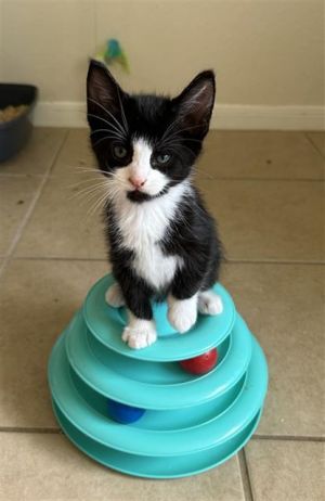 PARKER, Baby Male Domestic Short Hair