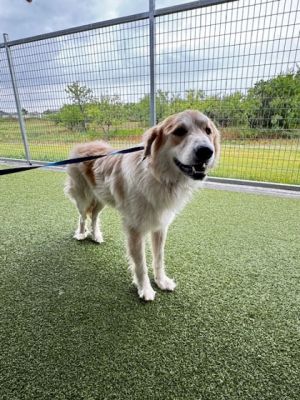 Azreal, Adult Male Great Pyrenees