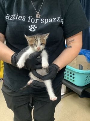 Trazzie (1), Adult Male Domestic Short Hair