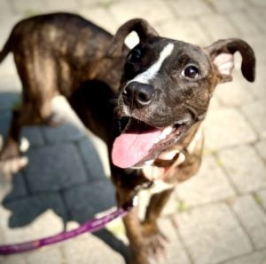 Ajax, Adult Male Pit Bull Terrier