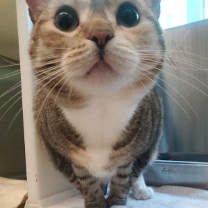 BETTY, Adult Female Domestic Short Hair