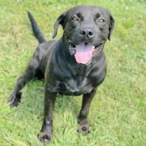 WHISKEY, Young Male Labrador Retriever