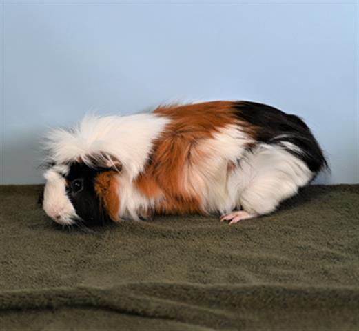 GIZMO