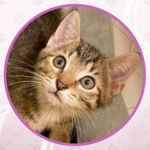 Ghibli, Baby Female Domestic Short Hair