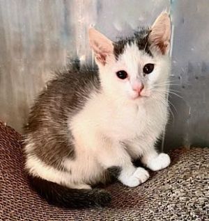 Crystal, Baby Female Domestic Short Hair