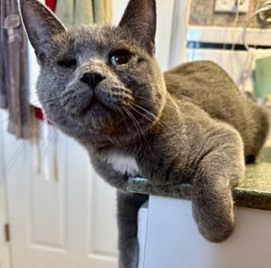 Lark, Young Female Domestic Medium Hair