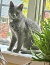 Lark photo 4