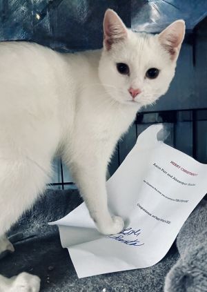 Beetle, Baby Male Domestic Short Hair