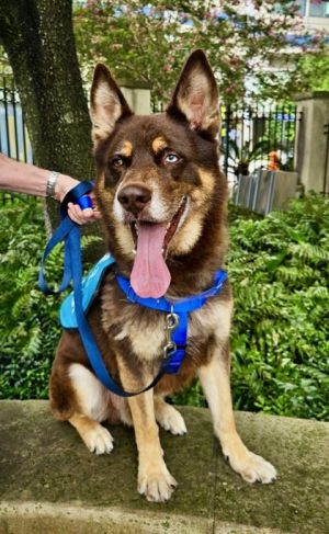 Hey there Im Bleu Im a bundle of energy always ready to play and have fun I can turn anything