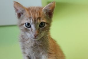 Hello Im Astra Im just a little kitten but Ive got a heart full of love Im sweet like a