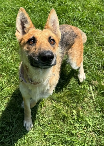 Sequoia, an adoptable German Shepherd Dog, Australian Cattle Dog / Blue Heeler in Willmar, MN, 56201 | Photo Image 1