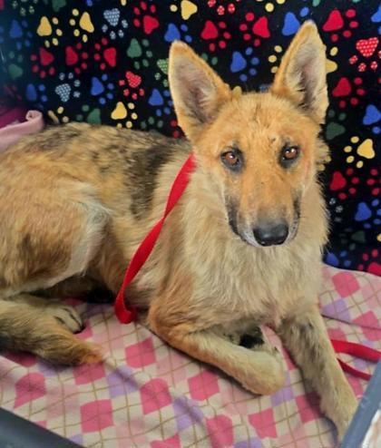 Sequoia, an adoptable German Shepherd Dog, Australian Cattle Dog / Blue Heeler in Willmar, MN, 56201 | Photo Image 2