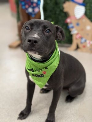 Raven, Adult Female Terrier