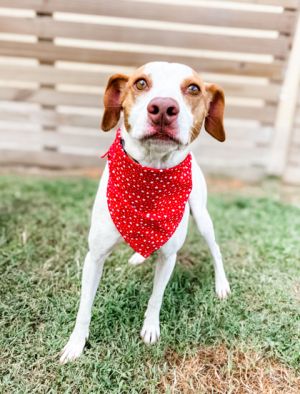 Copper, Adult Male Hound
