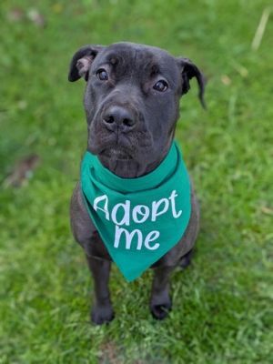 Dollie, Adult Female Terrier