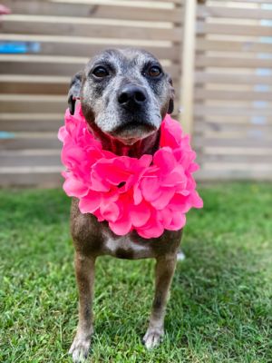 Maisie, Adult Female Terrier