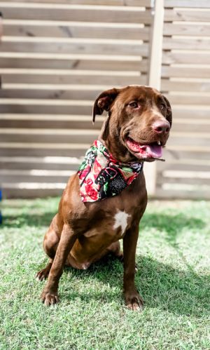 Red, Adult Male Labrador Retriever