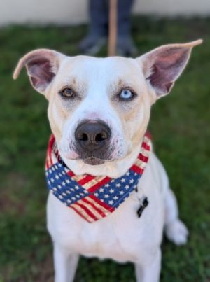 Diesel, Adult Male Mixed Breed