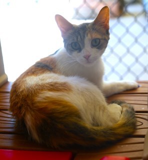 Delilah 1