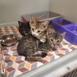 Myron, Baby Male Domestic Short Hair
