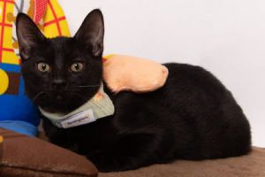 Feyd-Rautha, Baby Male Domestic Short Hair