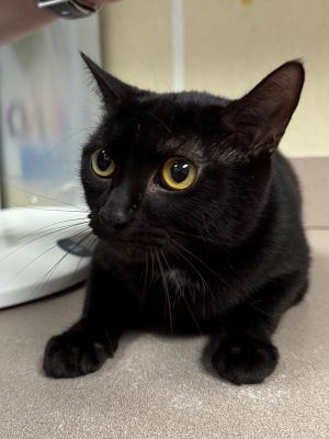 Yerba, Adult Female Domestic Short Hair