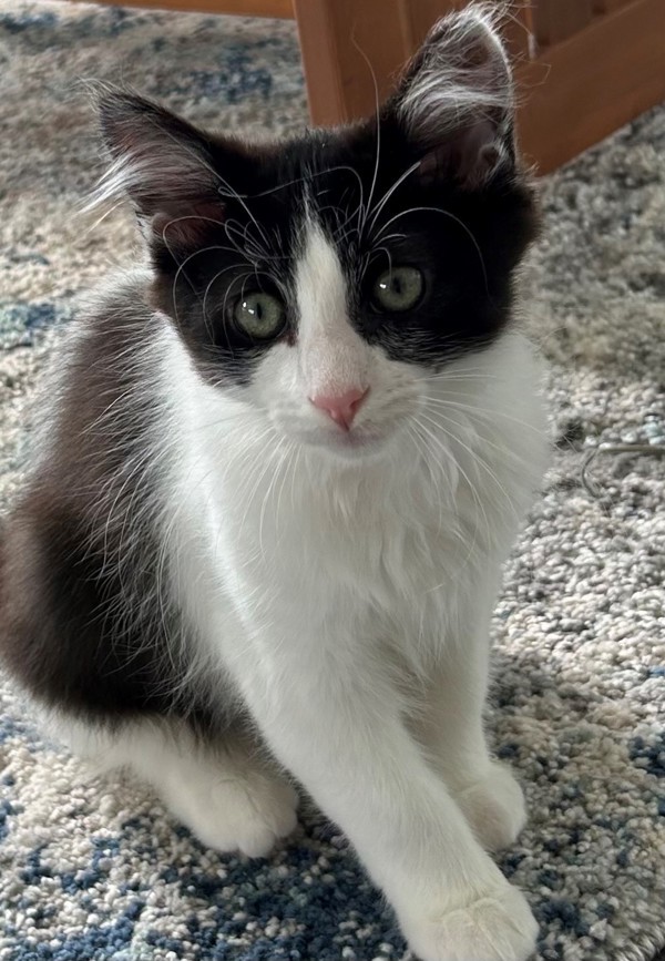 Maverick