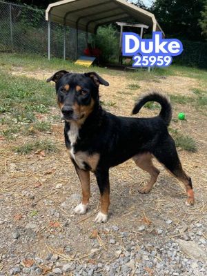 Meet Duke Duke is a sweet boy with a great personality Hes a little timid at first but its easy