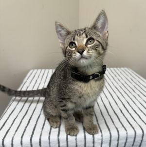 Shadow, Young Male Domestic Short Hair
