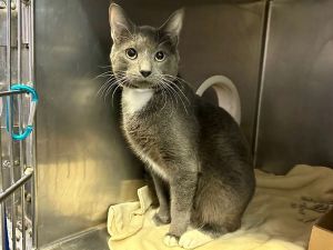 Gochujang, Adult Male Domestic Short Hair