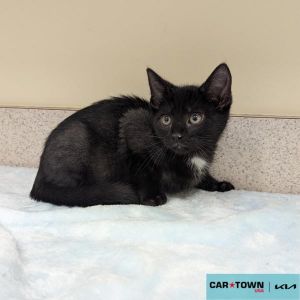 George, Baby Male Domestic Short Hair
