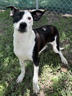 Porkchop, Adult Female unknown