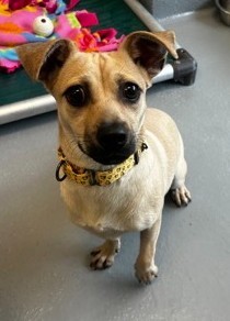 Serena, Young Female Terrier