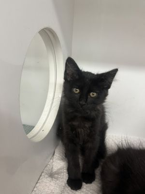Olivia, Baby Female Domestic Short Hair