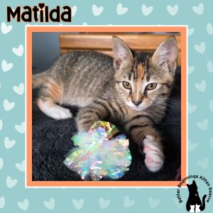 Matilda, Baby Female Domestic Short Hair