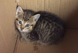 Dingwall, Baby Male Domestic Short Hair
