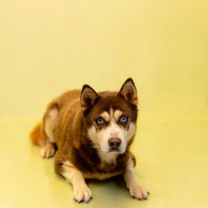 Primary Color Red Secondary Color White Weight 475lbs Age 3yrs 0mths 0wks Animal has been Neute