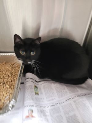 Primary Color Black Secondary Color White Weight 85lbs Age 3yrs 6mths 0wks