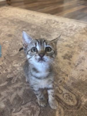 Hazel, Baby Female American Shorthair