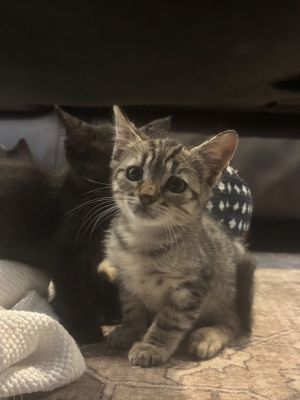 Indigo, Baby Female American Shorthair