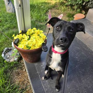 Lilly Belle, Young Female unknown