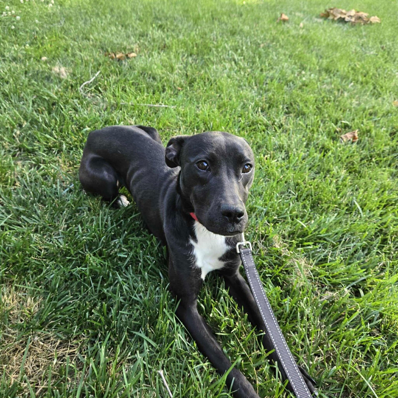 Lilly Belle