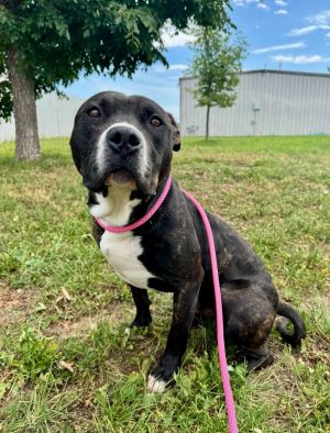 Damon, Adult Male American Staffordshire Terrier