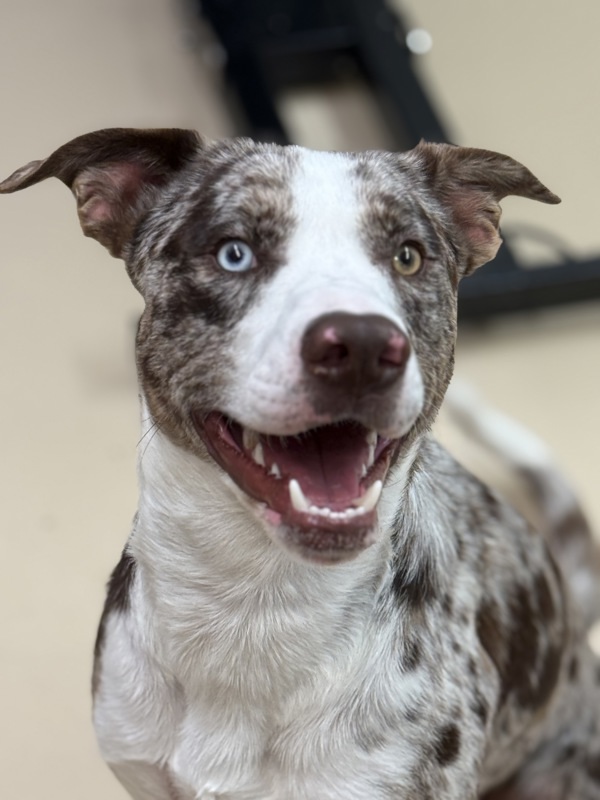 Cain, an adoptable Australian Shepherd, Labrador Retriever in Pocatello, ID, 83205 | Photo Image 1