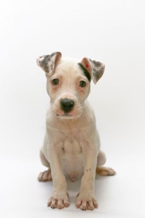 Ciro, Baby Male Pit Bull Terrier
