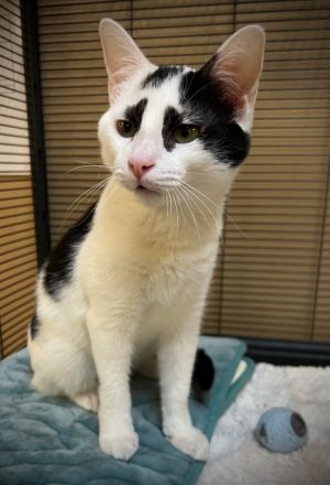 Jupiter, Baby Male Domestic Short Hair