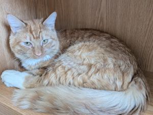 Igor Domestic Short Hair Cat