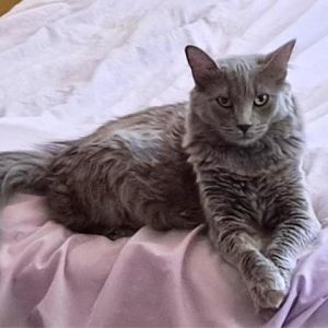 Misty, Adult Female Domestic Medium Hair